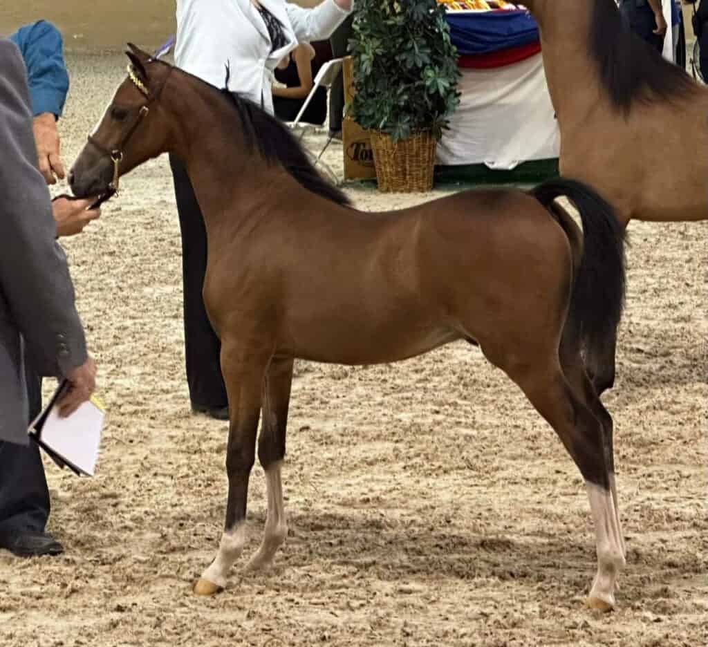 Beautiful bay Arabian horse at a livestock event.