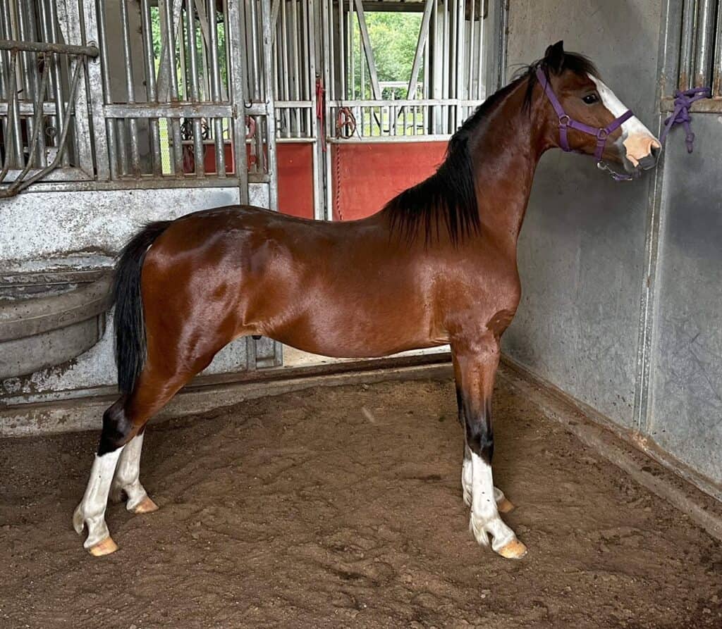 A beautiful chestnut horse with white markings, standing inside a barn at Red Rock Homestead, showcasing a peaceful rural setting.