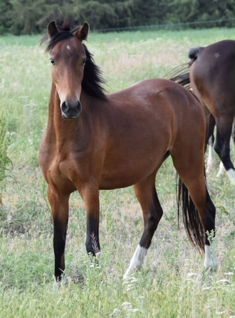 Elegant foal on green pasture at Red Rock Homestead, scenic rural horse farm.