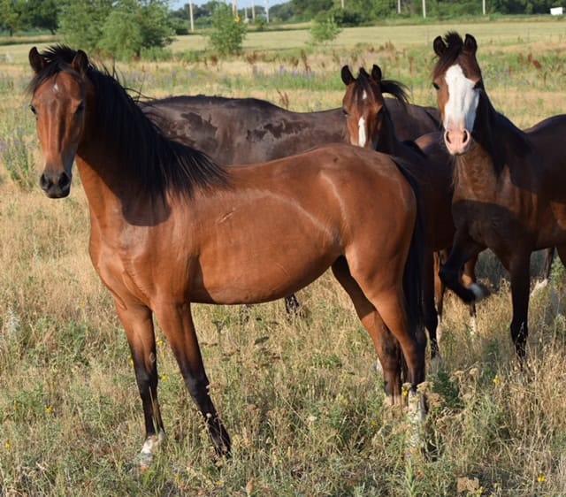 Beautiful horses grazing at Red Rock Homestead ranch.