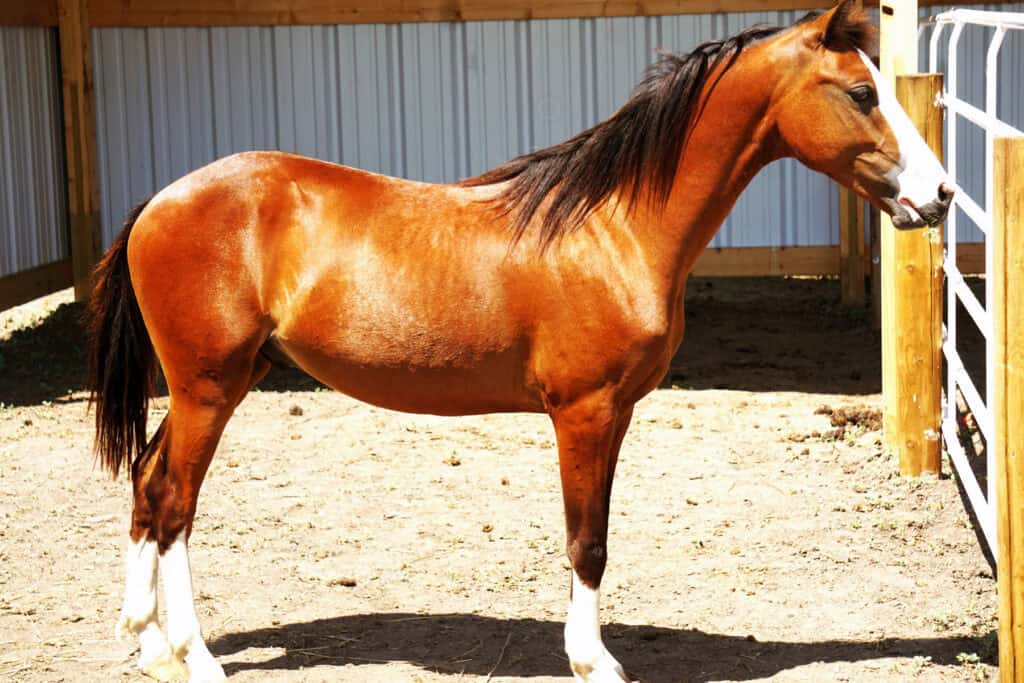 Beautiful brown horse standing outdoors at a serene homestead ranch.