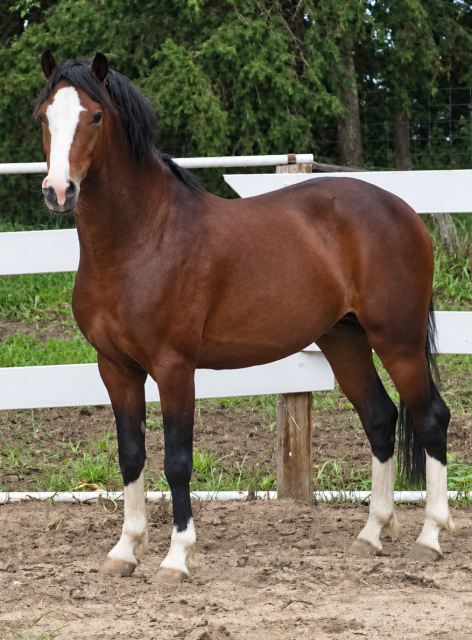 Beautiful brown horse with white markings standing in paddock.