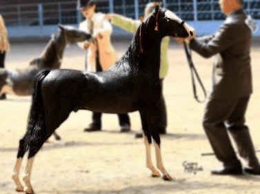 Beautiful black horse at Red Rock Homestead showing in a competition.