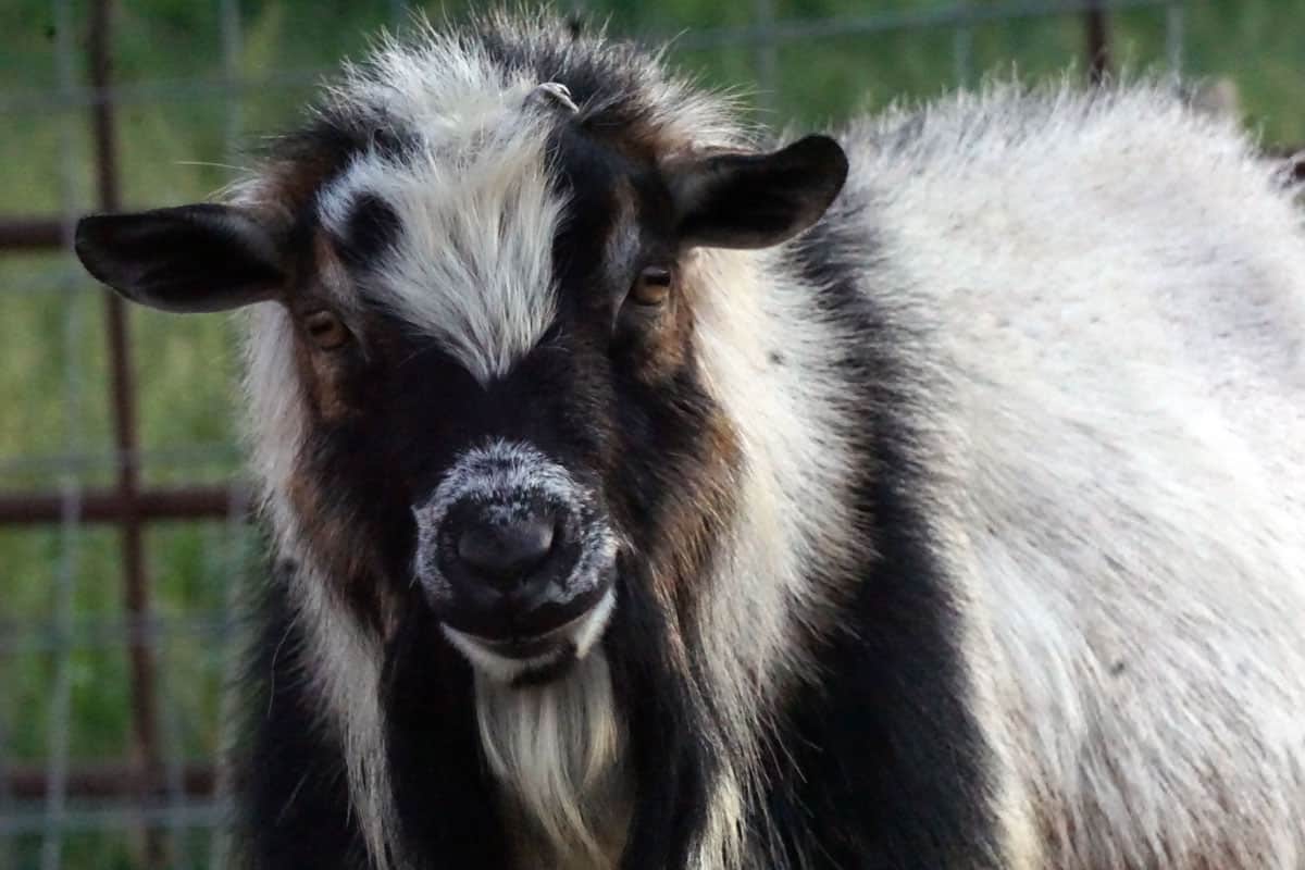 Close-up of a charming goat at Red Rock Homestead, showcasing farm animal encounters in a rustic, nature-rich environment.