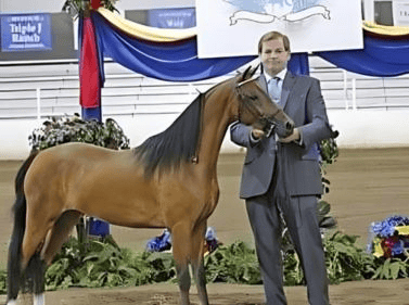 Elegant horse with handler at equestrian event.