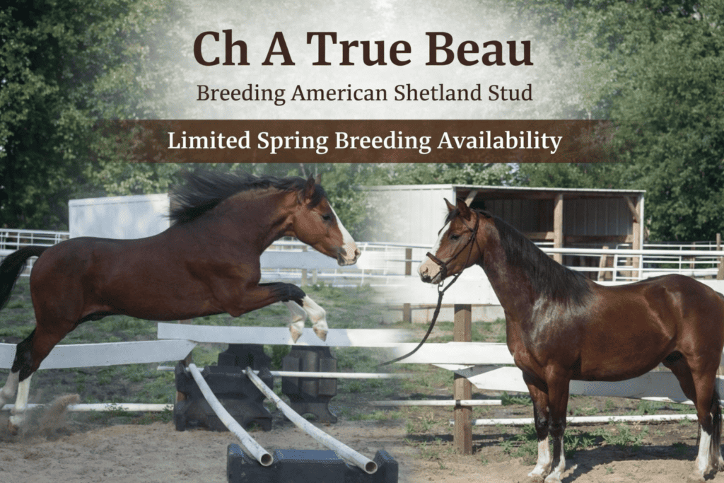 Beautiful Shetland horses at Red Rock Homestead, focusing on breed preservation and equine care.