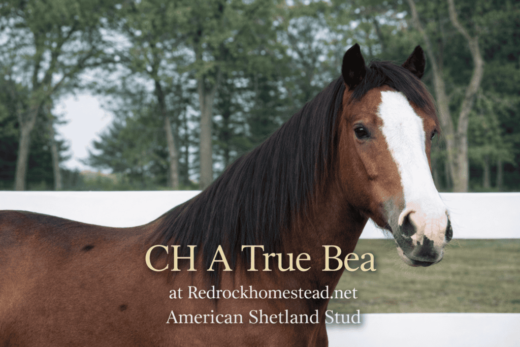 American Shetland Pony in pasture at Red Rock Homestead, showcasing a beautiful chestnut coat and wh.