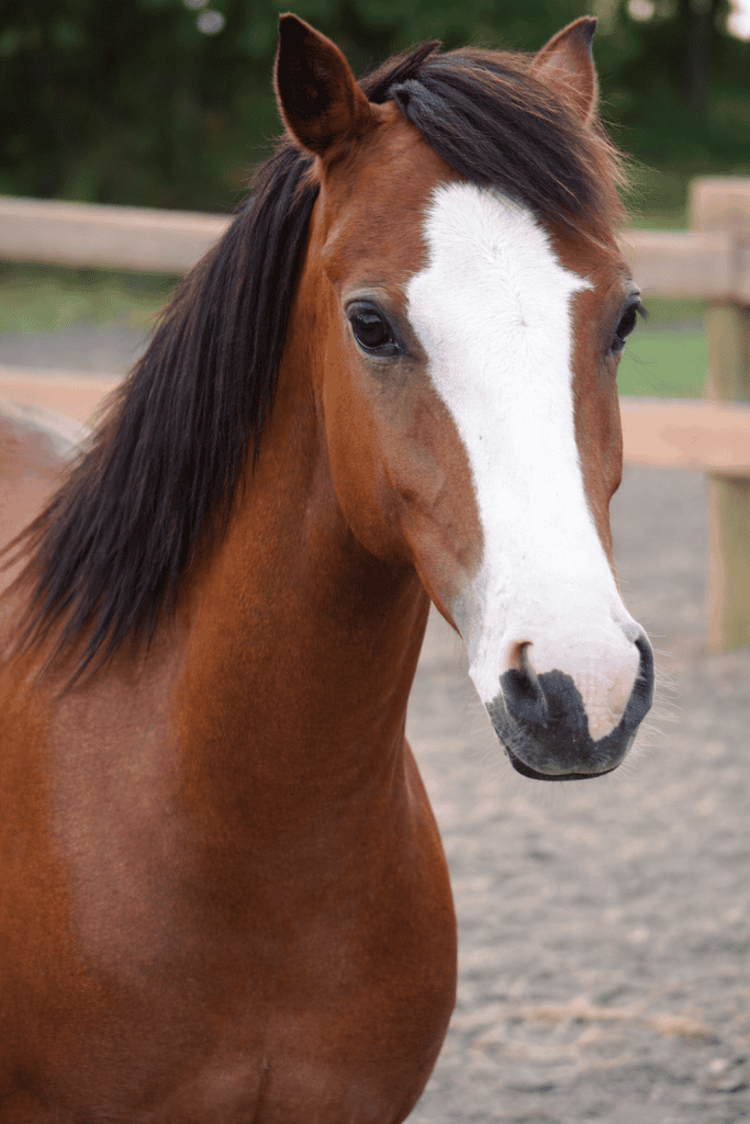 Beautiful brown horse with white blaze at Red Rock Homestead farm.